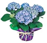 Live Hydrangea Potted Plant