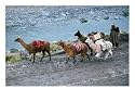 Llamas and Their Handler Walking and Carrying Goods, Puno, Peru Subject Photographic Poster Print by Eric Wheater, 16x12