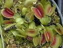 Venus Fly Trap 20 Seeds