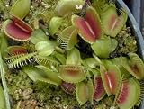 Venus Fly Trap 20 Seeds - Dionaea - Carnivorous - RARE