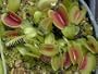 Venus Fly Trap 20 Seeds - Dionaea - Carnivorous - RARE