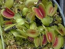 Venus Fly Trap 20 Seeds