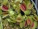 Venus Fly Trap 20 Seeds - Dionaea - Carnivorous - RARE