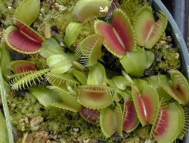 Childrens Toyshop  Outdoor Living : Venus Fly Trap 20 Seeds - Dionaea - Carnivorous - RARE