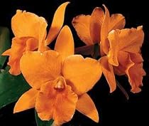 Blc. Ocean Drive X Blc. Carolina Orange Glow (photo)