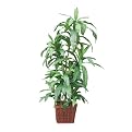 Potted Silk Dracaena Plant