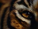 IMAGE OF Close View of Tigers Eye Photographic Poster Print, 48x64