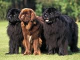 Domestic Dogs, Three Newfoundland Dogs Standing Together Photographic Poster Print by Adriano Bacchella, 16x12