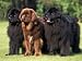 Domestic Dogs, Three Newfoundland Dogs Standing Together Animals Photographic Poster Print by Adriano Bacchella, 12x9