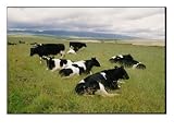 Holstein-Friesian Dairy Cows Animals Photographic Poster Print by George F. Mobley, 40x30