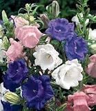 Amazon / Hirts: Perennials; Sun: Canterbury Bells/Cups & Saucers 25 Plants - Campanula