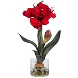 Amaryllis w/Round Vase