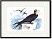 Black Framed/Matted Print 17x23, Frigate (Man-of-War Bird)