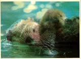 3D Lenticular POSTCARD-SEA OTTER CLOSEUP