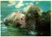 3D Lenticular POSTCARD-SEA OTTER CLOSEUP