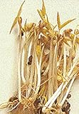 Mung Beans Mappe Green Seeds