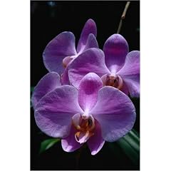 Poster 60 x 90 cm - "Wilde Orchideen (Orchidaceae Familie)" von Greg Johnston / Lonely Planet Images - auch in anderen Gr��en und als Leinwandbild erh�ltlich
