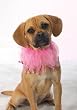 Aria Pink Pupalina Scrunchy Dog Collar - Small