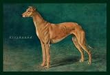 Coursing Greyhound 20x30 poster