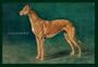 Coursing Greyhound 20x30 poster