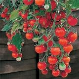 Tomato Seeds - Tomato Tumbling Tom