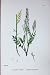 Botany Plants C1902 Impatient Lady'S-Smock Cardamine