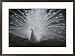 A beautiful albino peacock (Pavo species) walks toward the camera Subject Framed Art Poster Print by Paul Damien, 29x21