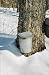 Rent a Vermont Maple Tree