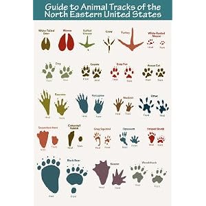 Animal Tracks