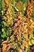 Organic Temuco Quinoa Traditional - 100 Seeds