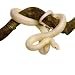 Corn Snake - Elaphe Guttata in Front of a White Background - 36H x 36W - Peel and Stick Wall Decal by Wallmonkeys Corn Snake - Elaphe Guttata in Front of a White Background - 36H x 36W - Peel and Stick Wall Decal by Wallmonkeys