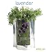 Lavender Blooms-in-a-Bag