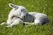 Wallmonkeys Peel and Stick Wall Decals - Lamb Sleeping - Removable Graphic