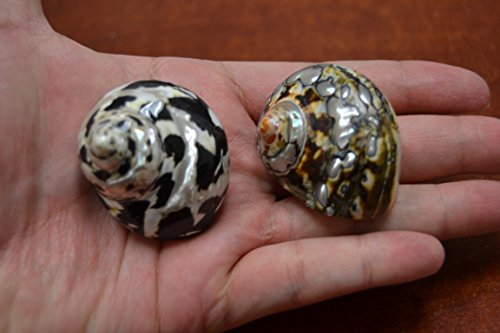 2 Pcs Black Pica Cyprea & Sarmaticus Turbo Sea Shell Hermit Crab 1 1/2