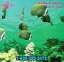 Feedback Sampler Sea-d Vol. 2