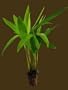 2 Pots of Areca Palm Seedlings
