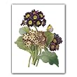 Primula Auricula var - Gift Enclosure Cards (set of 12)