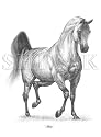 "Modesty" Original Drawing by Shivak