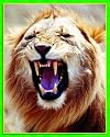 ANIMAL ADAPTATIONS PHOTO CARDS
