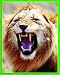 ANIMAL ADAPTATIONS PHOTO CARDS