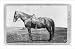 Historic Print (L): [Stonewall Jackson's horse, Sorrel]