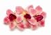 Karin's Garden - Shown in Life & Style March 2006 - Orchid Hair Clip Click to See Other Colors