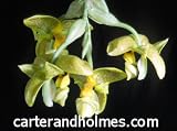 Stanhopea wardii(Bare root plant)