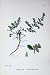 Botany Plants C1902 Ciliated Rupture-Wort Herniaria