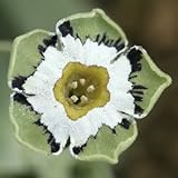 [ オーリキュラ ] セレニティ