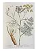 Fennel, Plate 288 from 