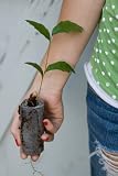 Live Oak Tree - Quercus virginiana - 3 to 5+ inches