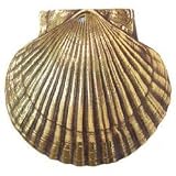 Door Knocker - Scallop ( Brass ) ( 6 &acute; H x 6 &acute; W x 2 &acute; D ) - B00112HE8M