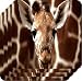 Rikki KnightTM Giraff cool Background - Square Beer Coasters - Drink Coasters (Set of 4) - Ideal Gift for all Occassions