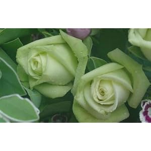 Green Roses A Beautiful Rare Green Rose, 5 seeds